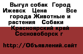 Выгул собак. Город Ижевск › Цена ­ 150 - Все города Животные и растения » Собаки   . Красноярский край,Сосновоборск г.